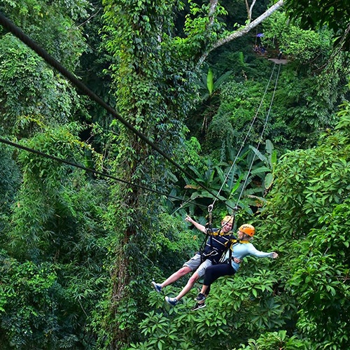 Flight of The Gibbon